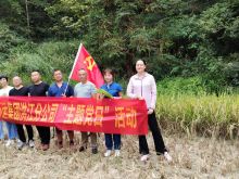 稻谷飘香秋收忙  党员助力迎丰收