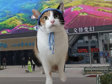 真棒猫